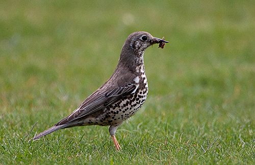 Mistle Thrush with worms